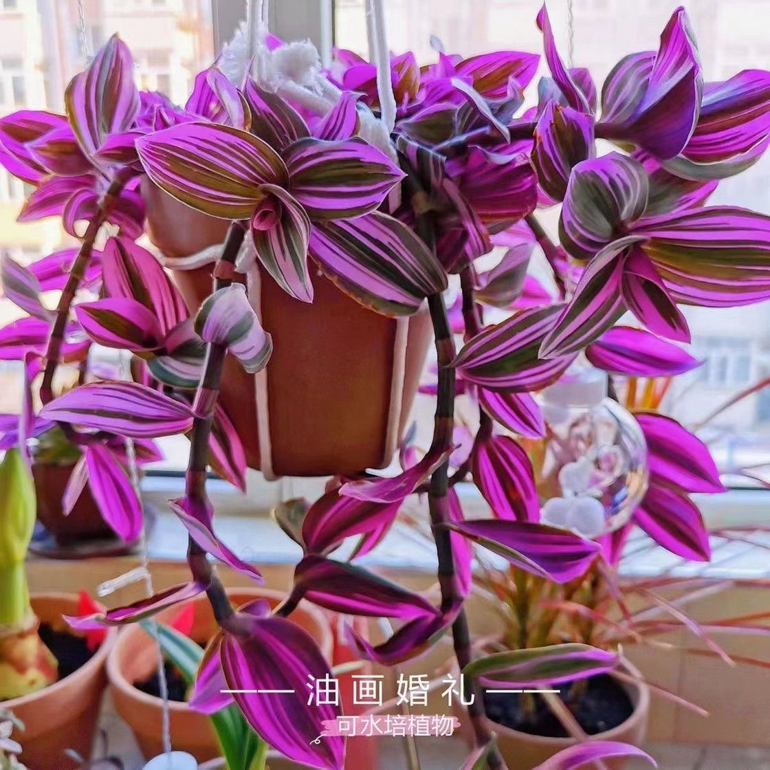 婚礼油画吊兰盆栽室内绿植好养易活耐热网红花卉