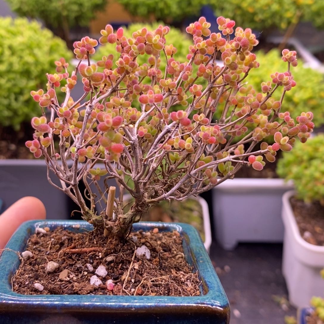 盐****量2蜜桔带盆。     