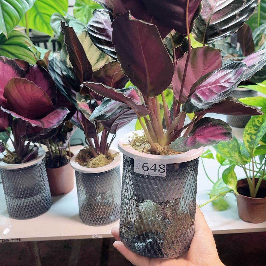 完全开放648 红玫瑰