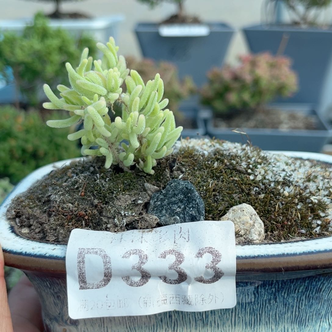 333荧光兔锦枝干