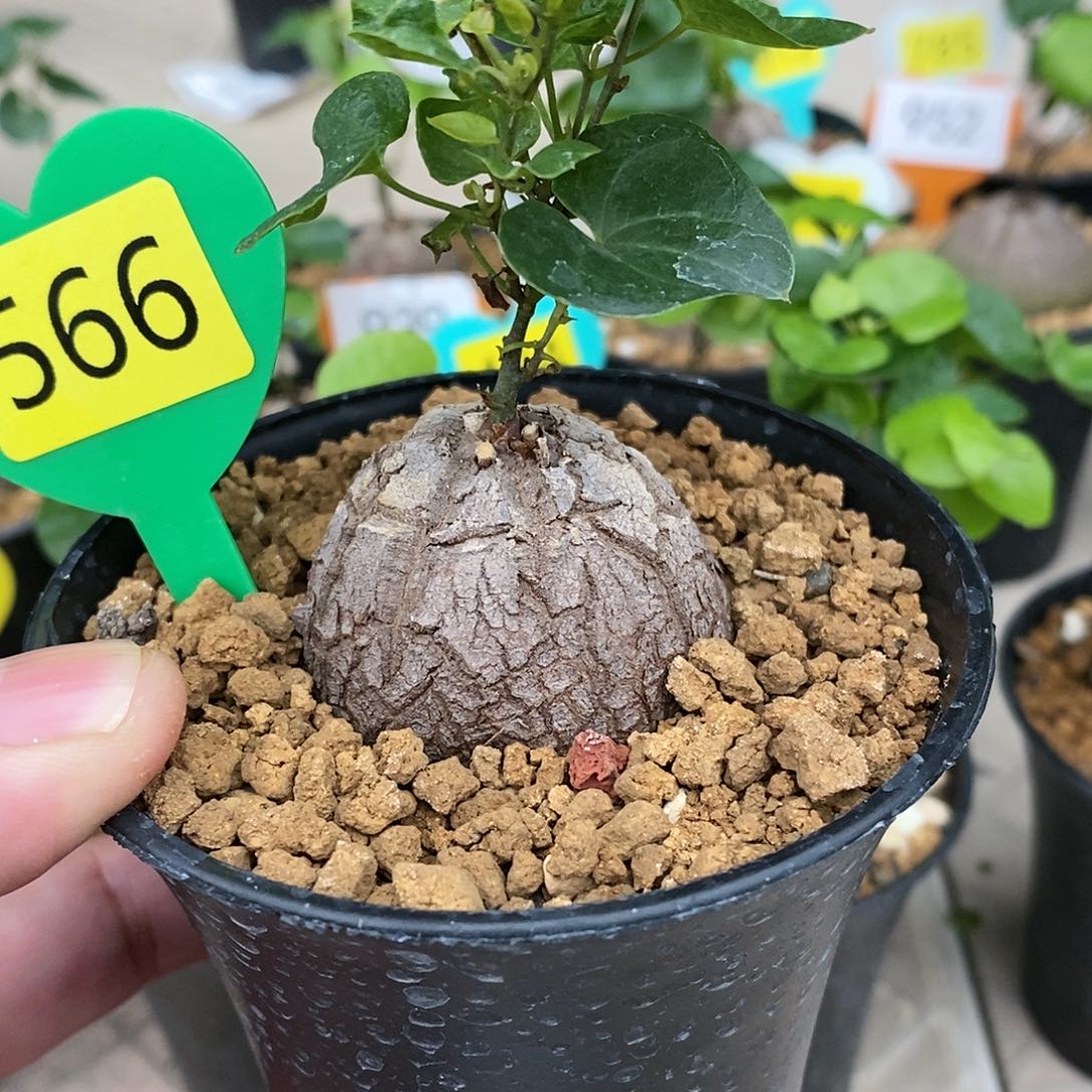 南非龟甲龙龟甲龙