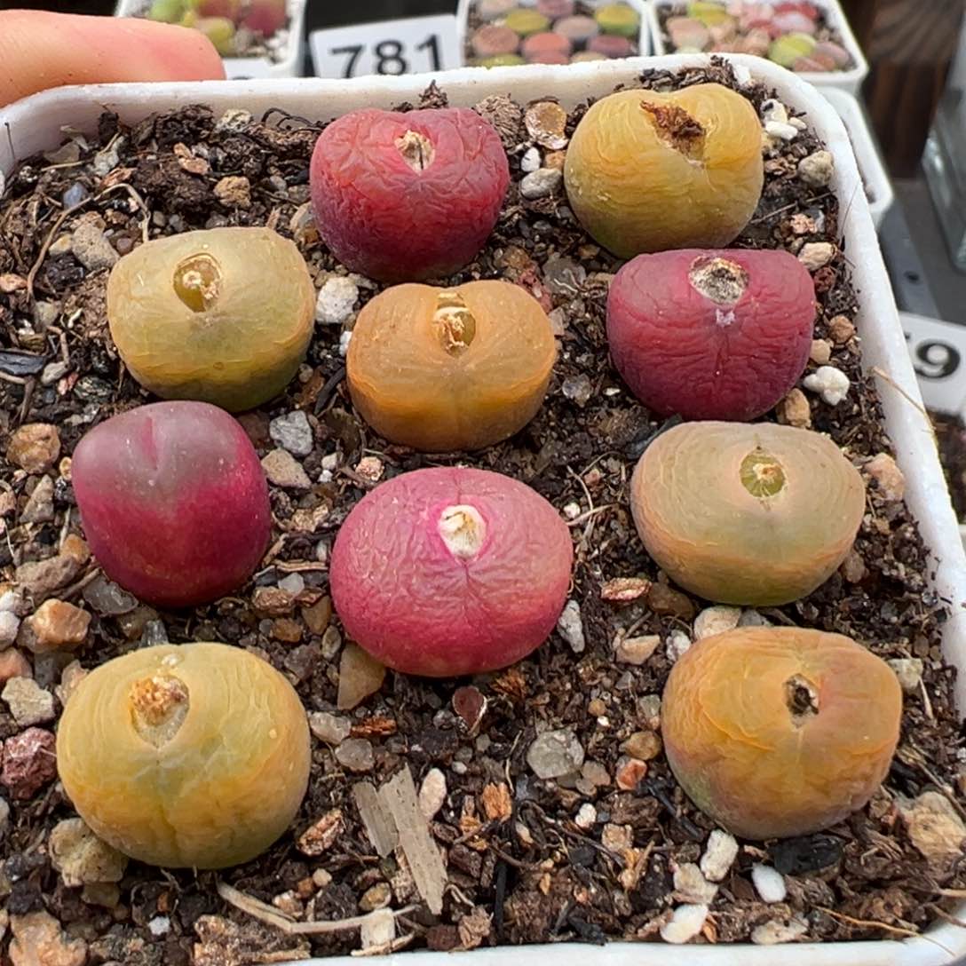 1.13好看的多肉788