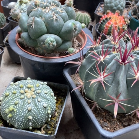 小*邱日出星兜巨像仙人球70