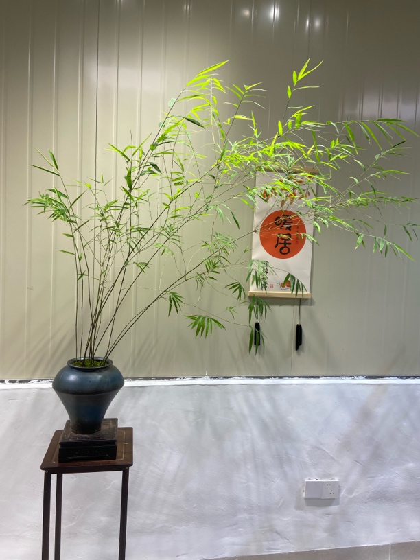 精品内门竹飘枝竹子竹盆景茶室盆景禅意生活客厅绿植