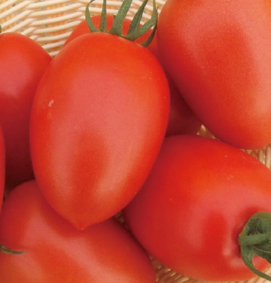 农家鸡蛋番茄  边境收山货