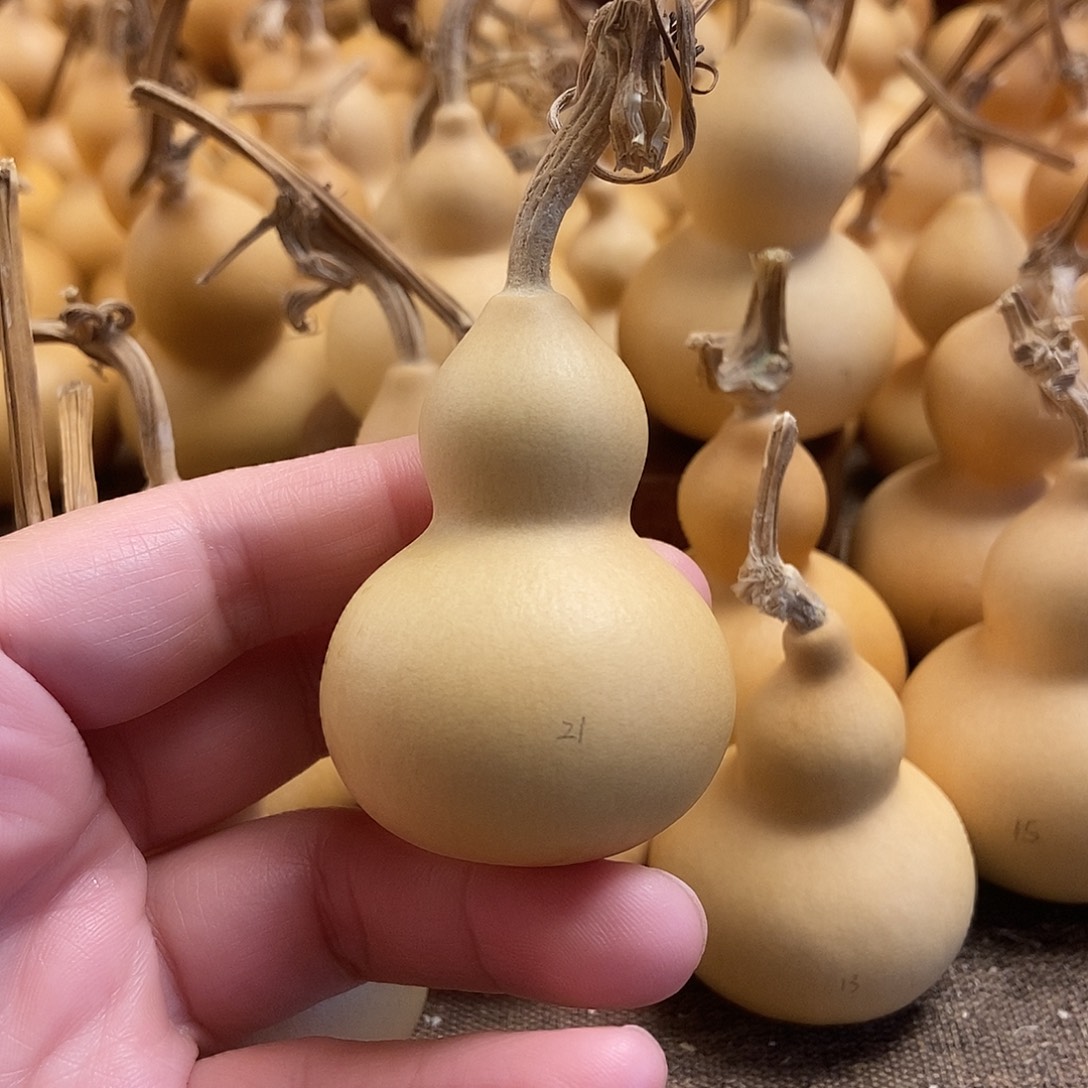 文玩葫芦 完美主义者 慎拍21