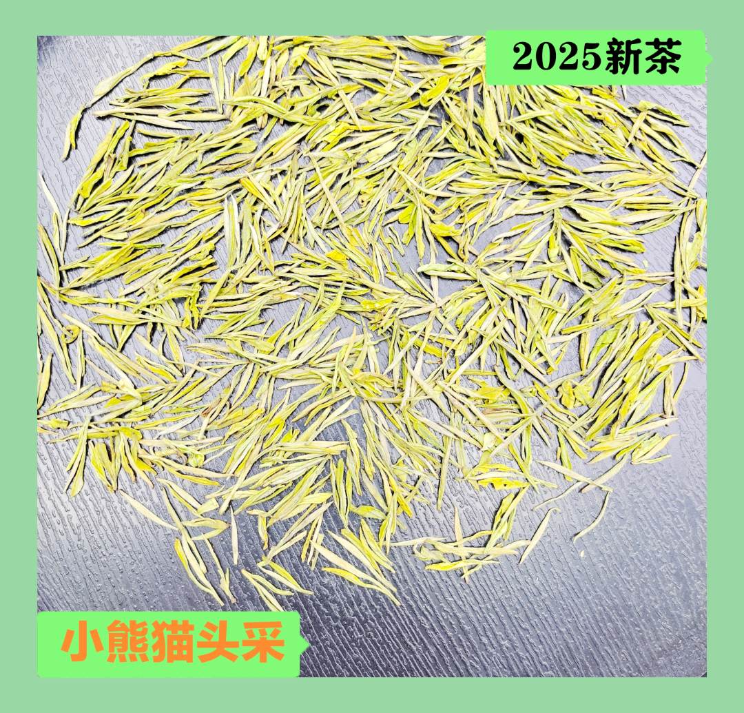 【（蒲箩坞）小熊猫头采】2025新茶 安吉原产地奶香黄金芽