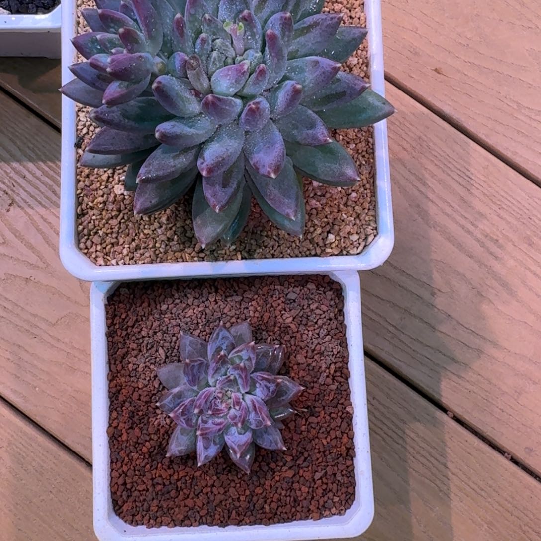 *****啊啊啊啊啊啊啊啊啊