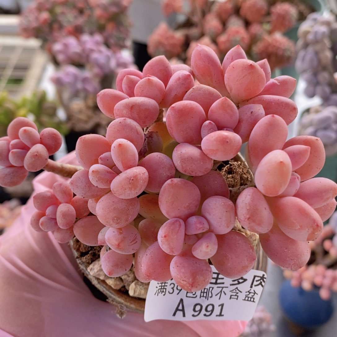 樱花洛神9cm991多肉植物