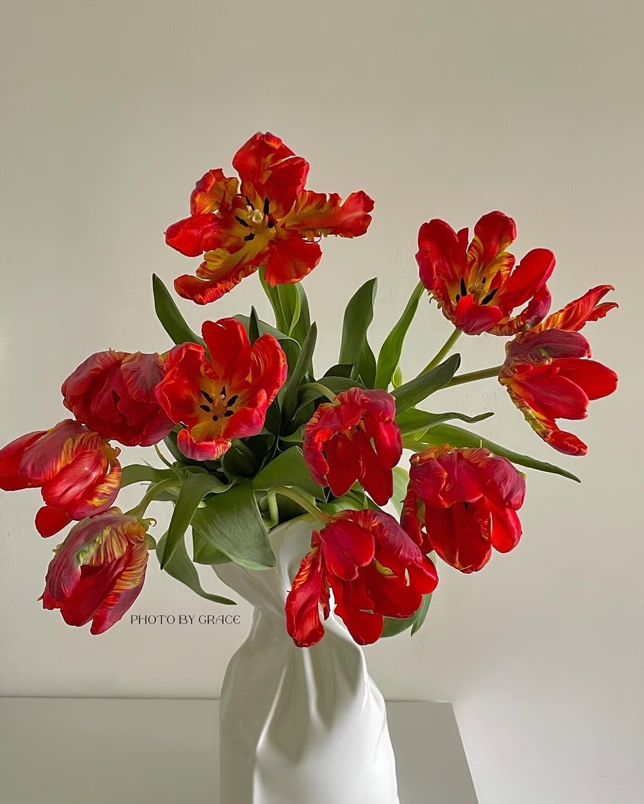 氧花季 方德嘉禾红金刚郁金香一单包邮 两单升级快递