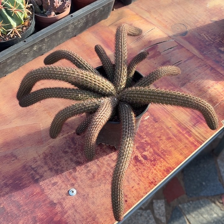 大****遥金妞仙人球仙人球