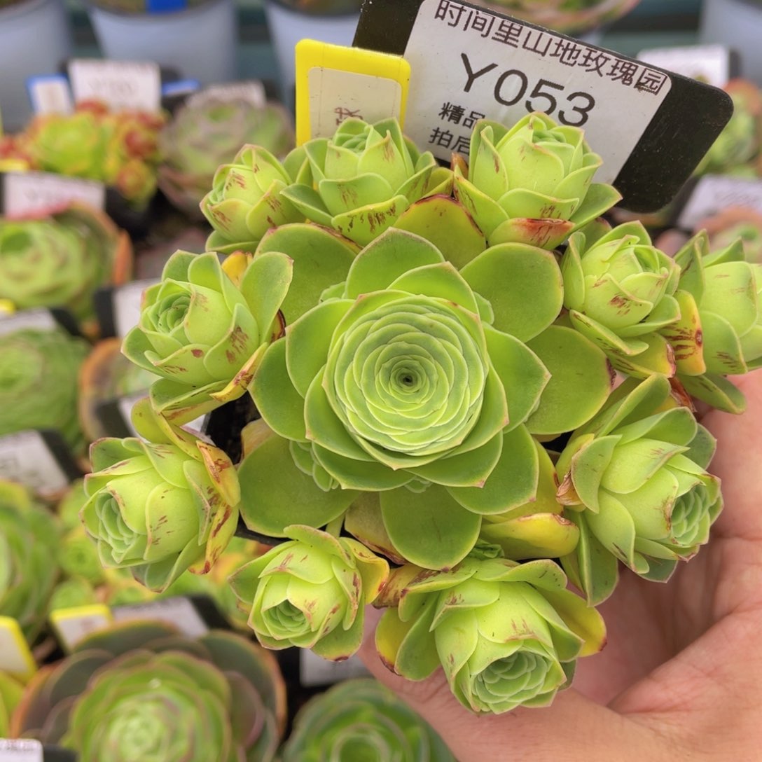 童话气球053一物一拍