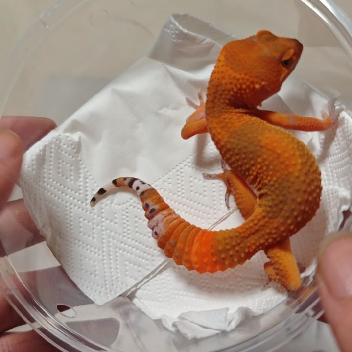 豹纹守宫蜜橘5.22母