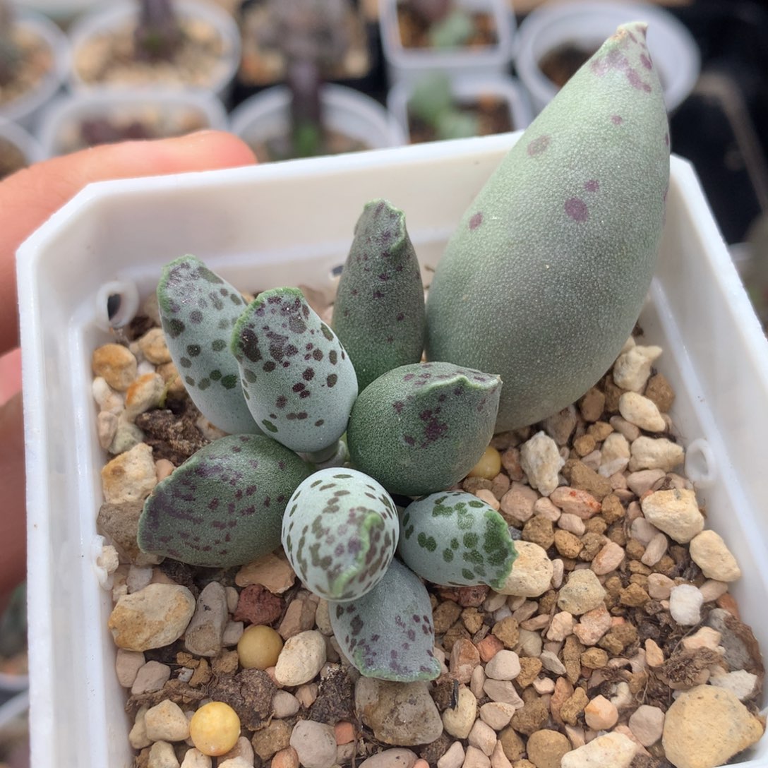 海豹 多肉植物水泡