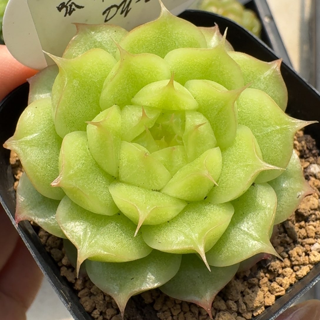 0814-024-如意单头