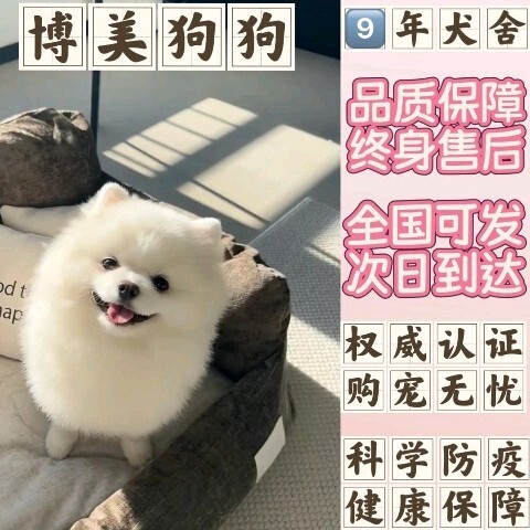 纯种长毛小型博美幼犬可爱茶杯犬