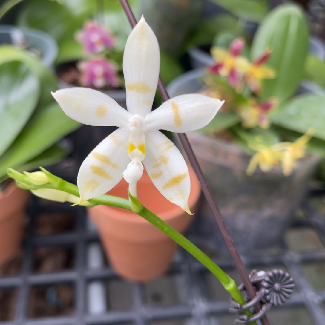 完全开放黄先生交铁爪