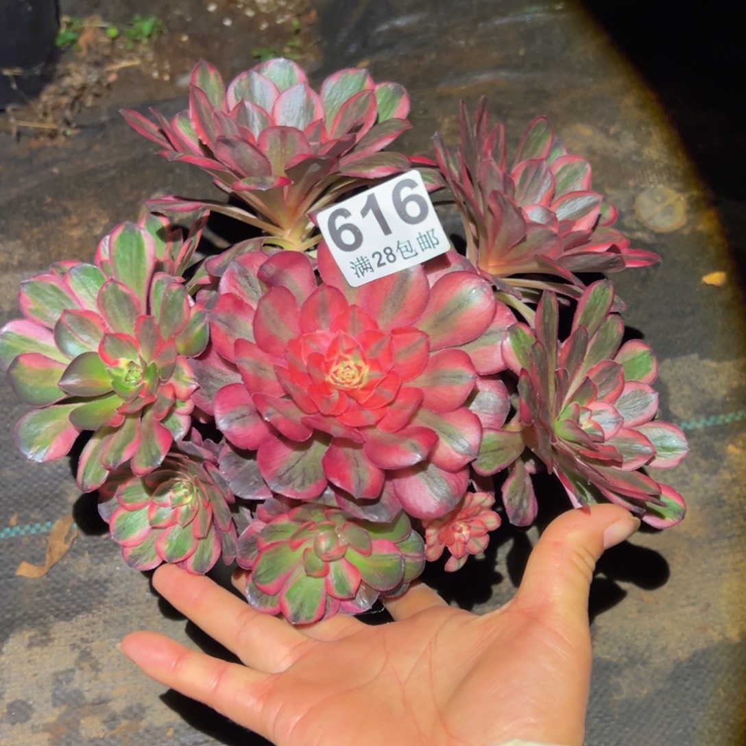 小***儿多肉植物616纳福的