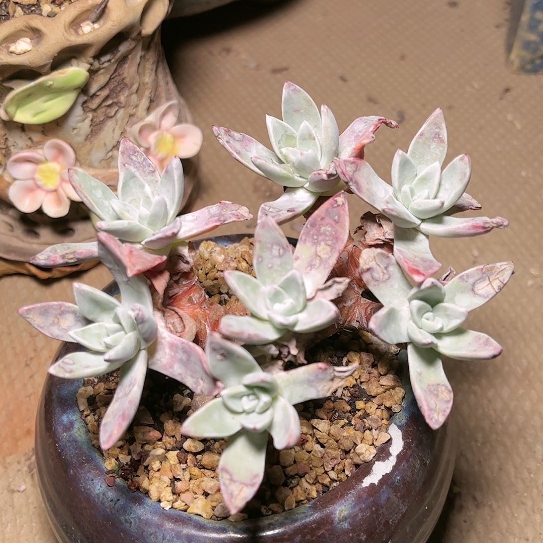 9144泡芙苹果叶多肉