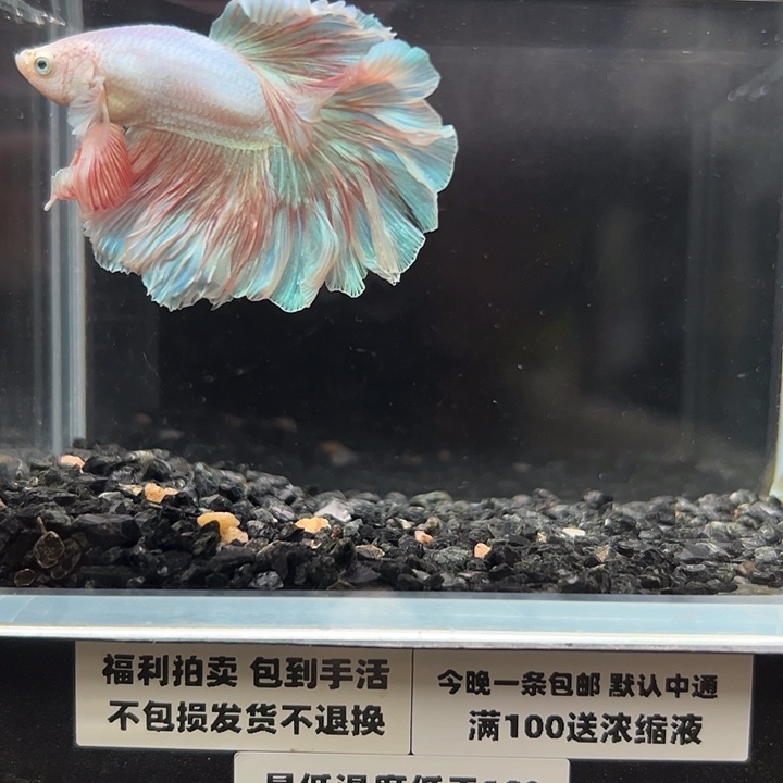 斗鱼跑单拉黑7日63