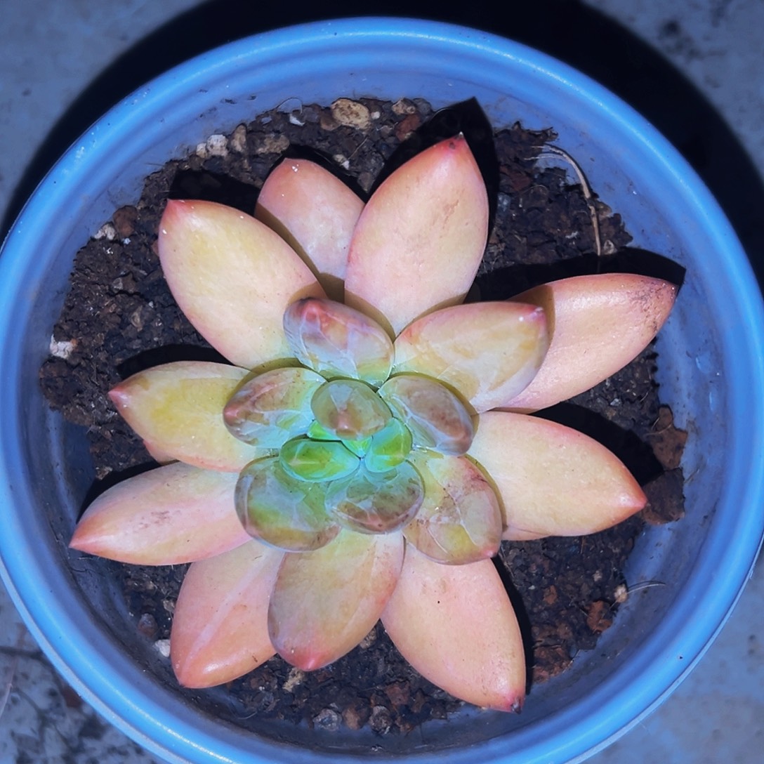 桔云多肉美人精品系列