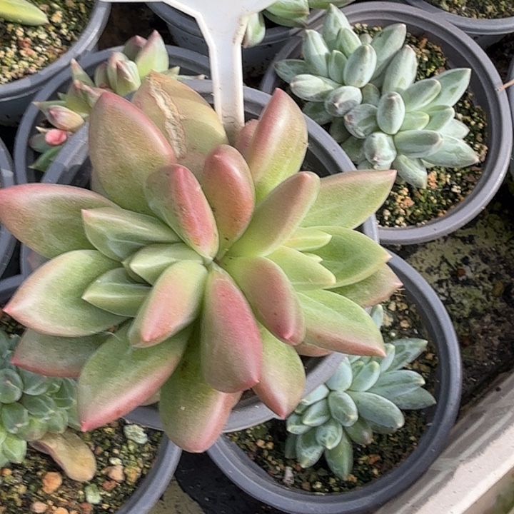 迷雾泡泡一物一拍670