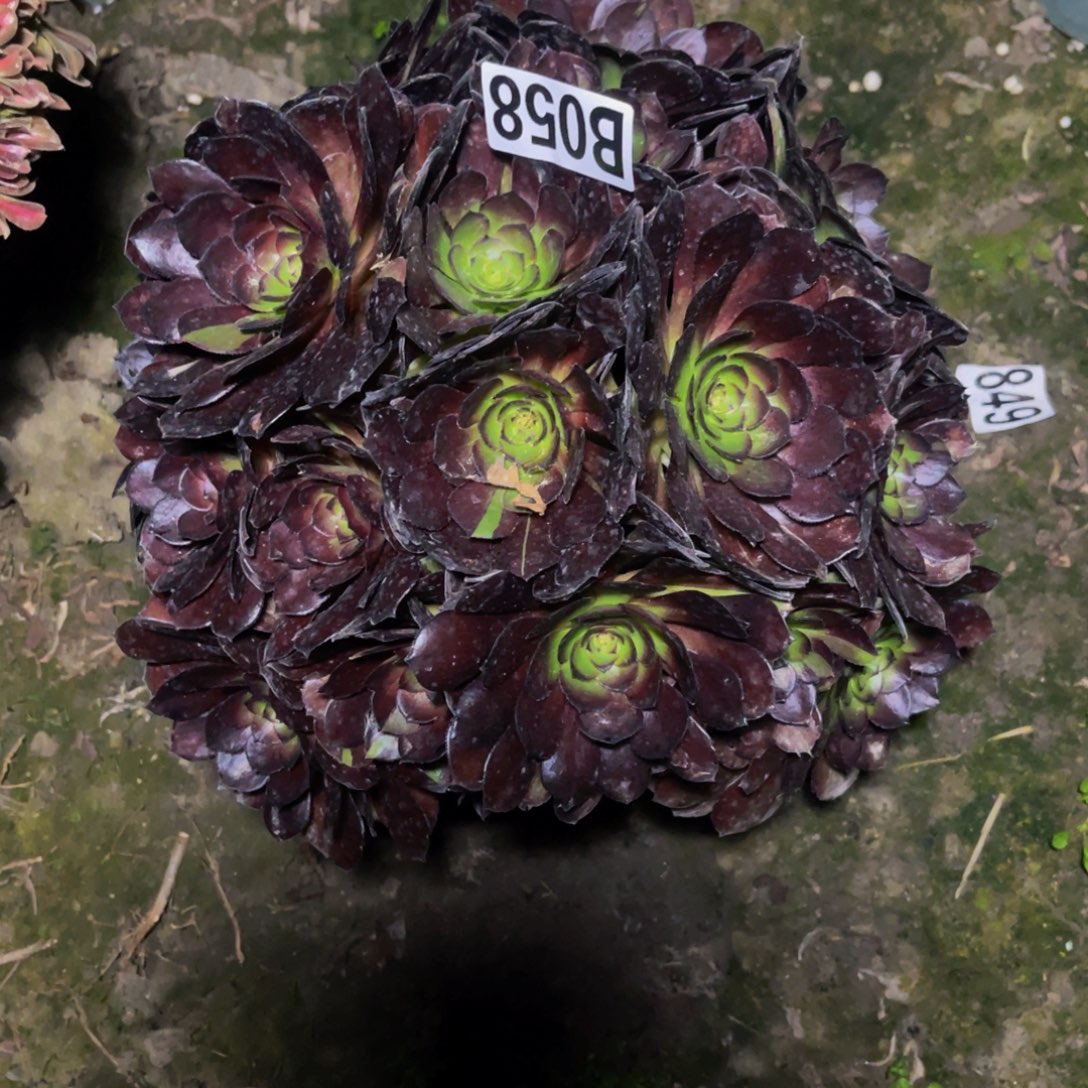 黑寡妇法师16—1包邮