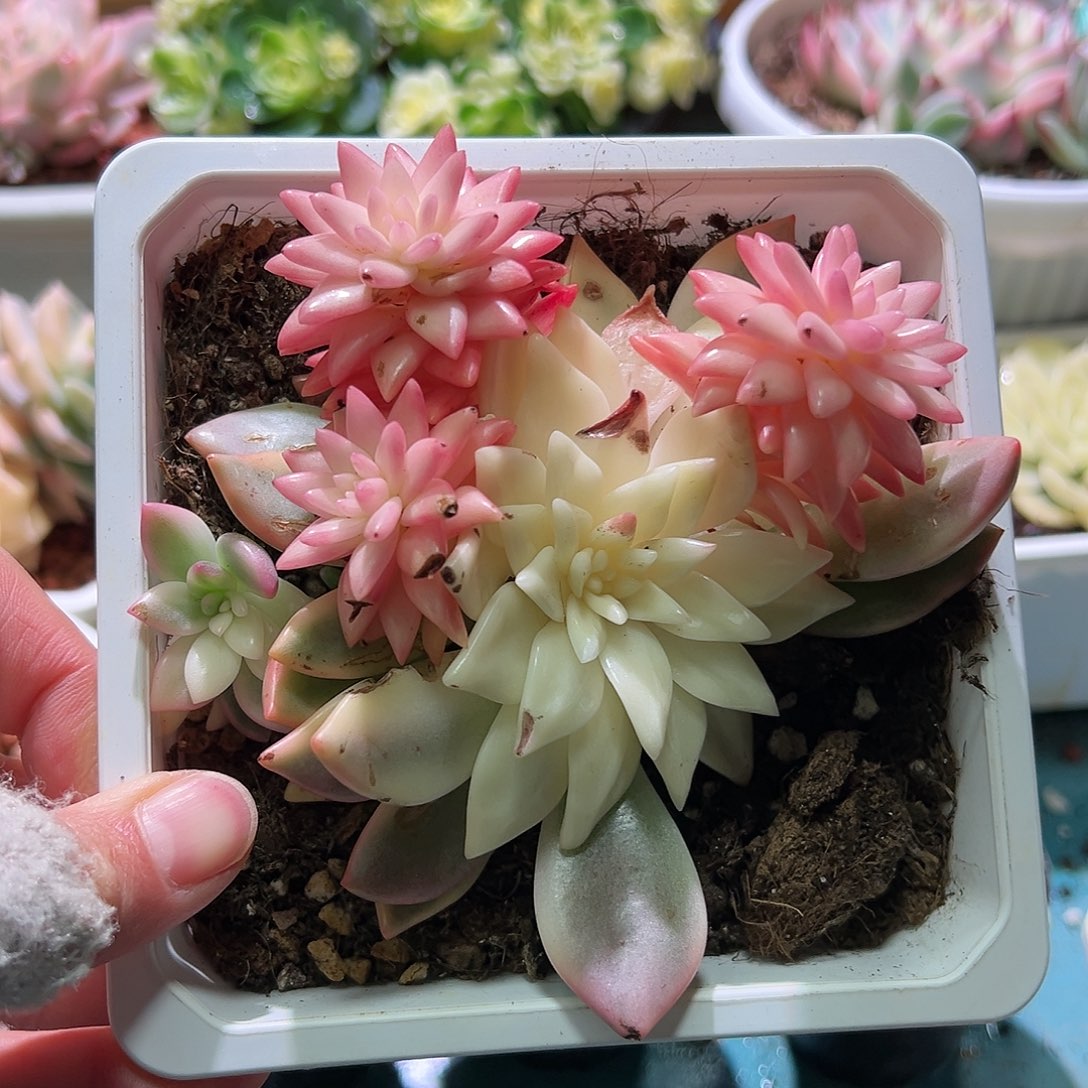 拉菲锦，多肉植物