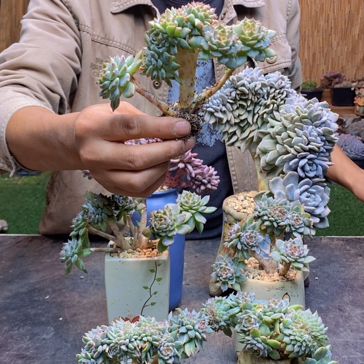 猫***️439 号冰魄多肉植物