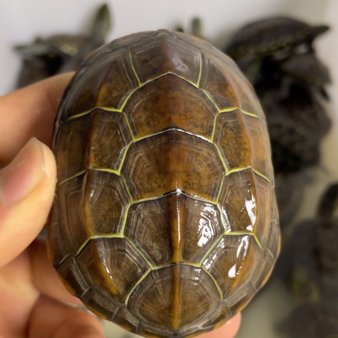 苏北金线冷水草龟