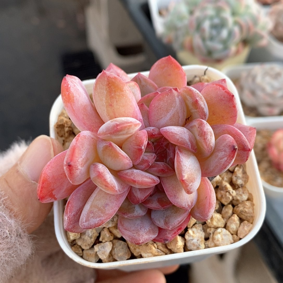 精品多肉一物一拍141