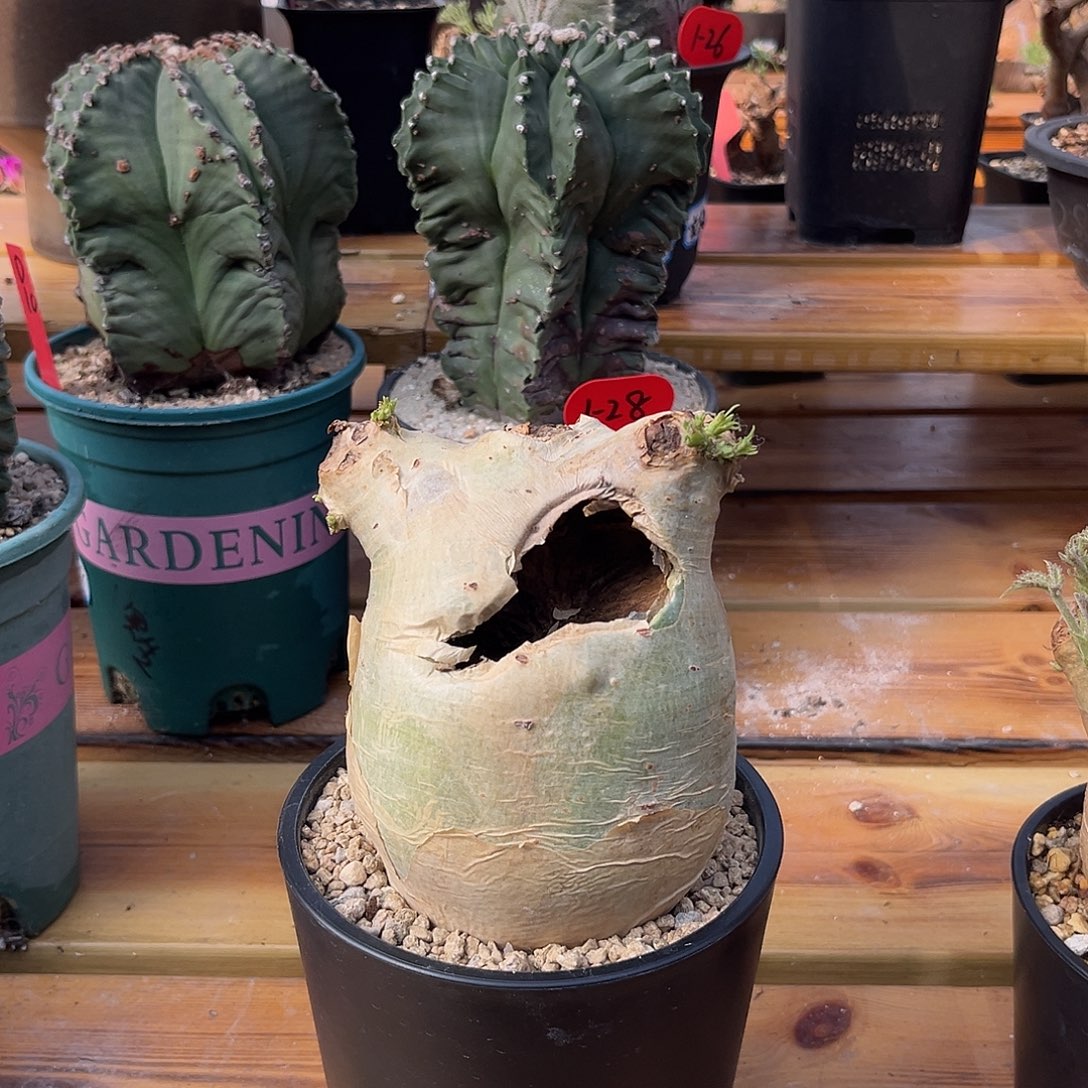 *****汤圆植物奇特安哥拉葡萄翁