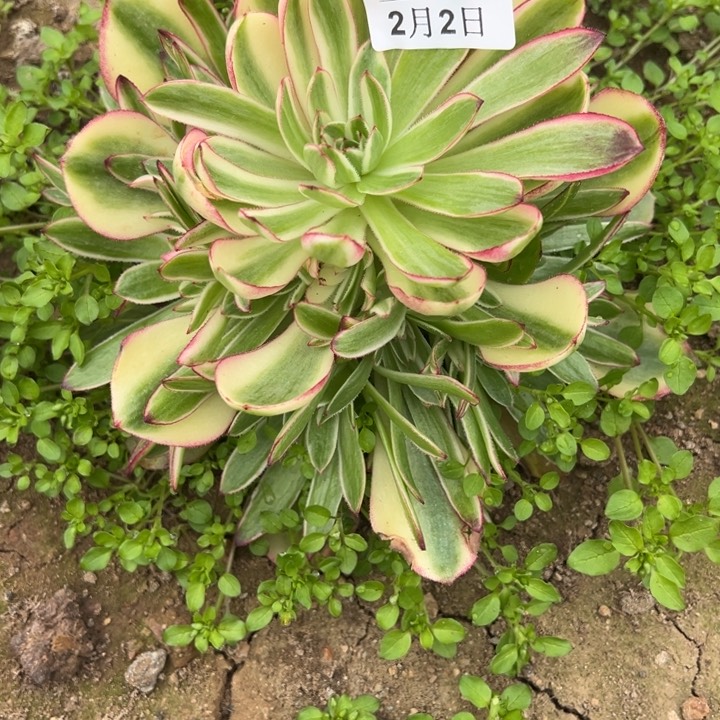 2.2-106荔枝多肉1