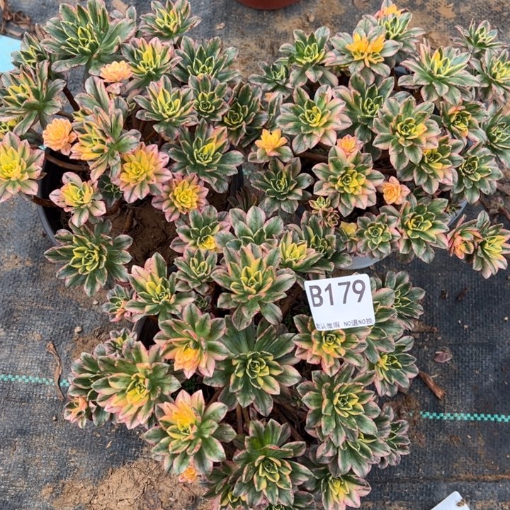 断枝甜茶3颗多肉植物179.