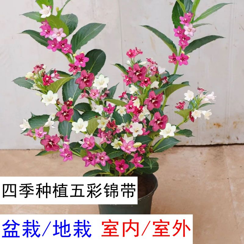 【拍1发2颗】多色开花植物五彩锦带四季种植花苗盆栽地栽木本植物商品图