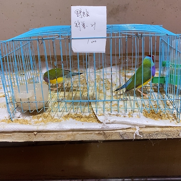 文鸟野*特价普彩一对，爪子有毛病