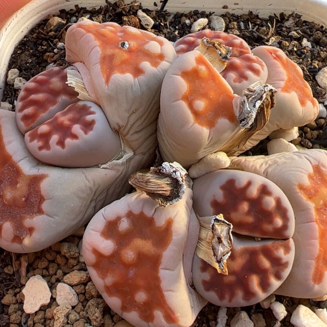 多肉植物百科247