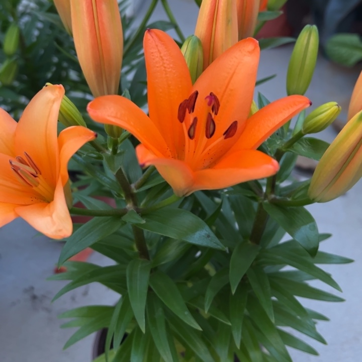 百合橙色多肉植物