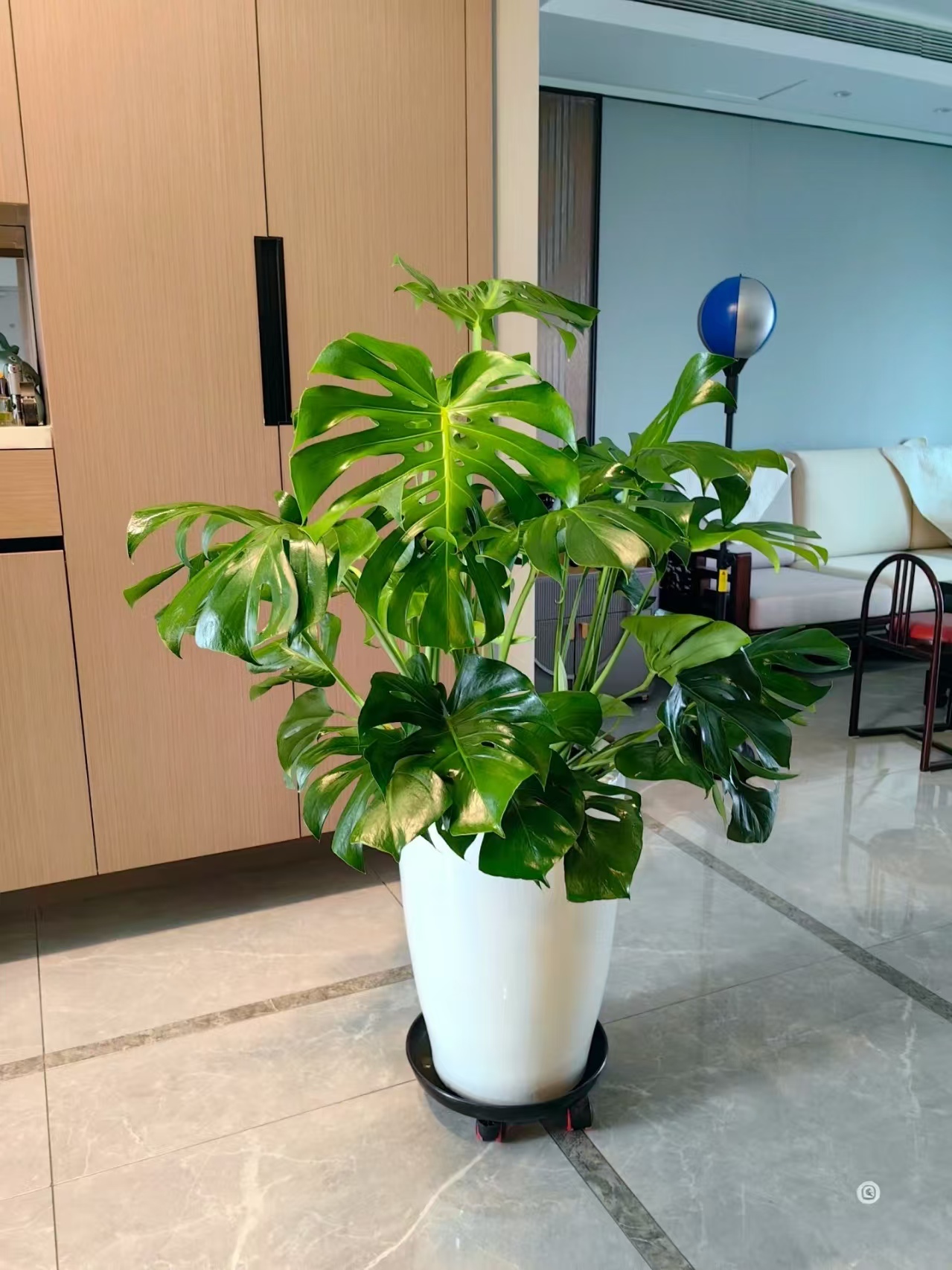 【基地直发 顺丰包邮】网红ins风绿植龟背竹净化空气美观环境加湿4