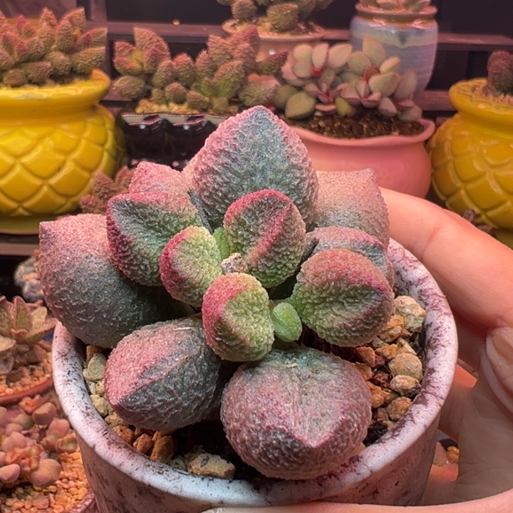 戚***未吉祥如意等名家名作