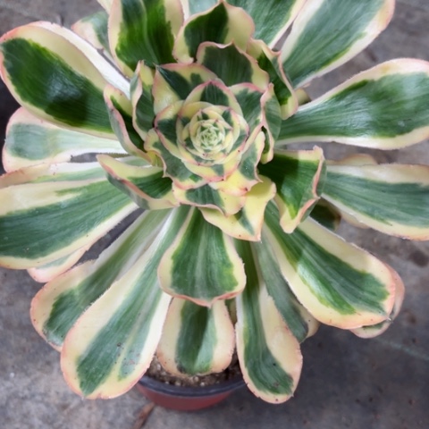 多肉植物燕姿锦。