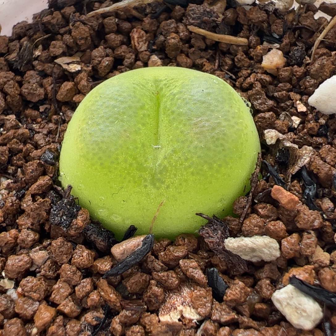 527多肉植物百科