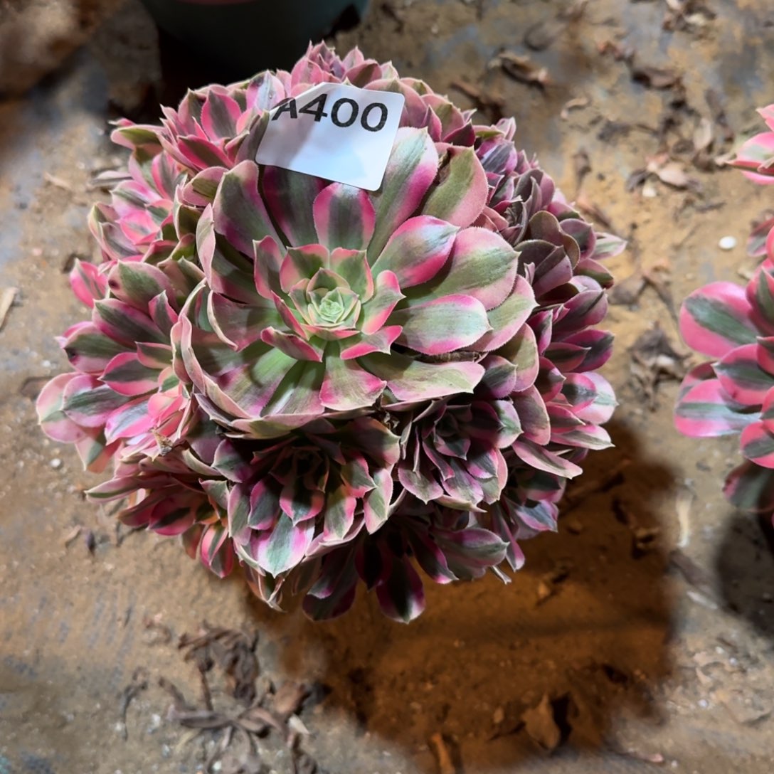 得***得粉女巫一物一拍400