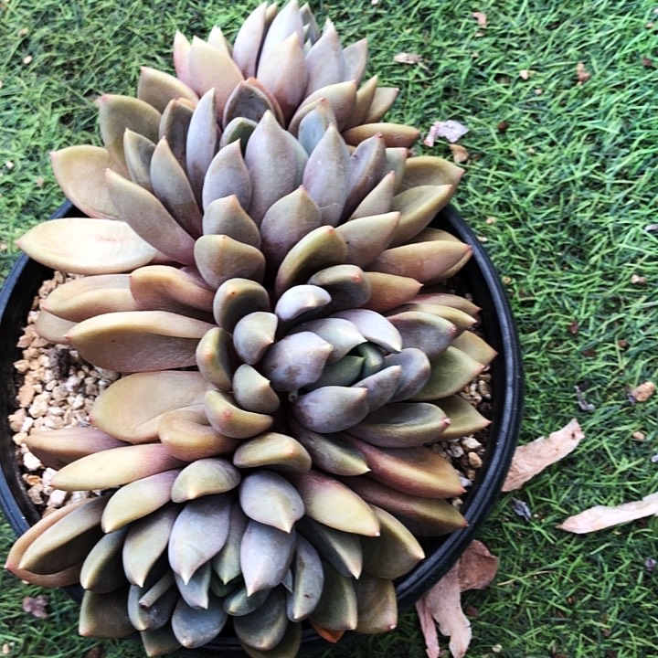 象牙大群多肉植物