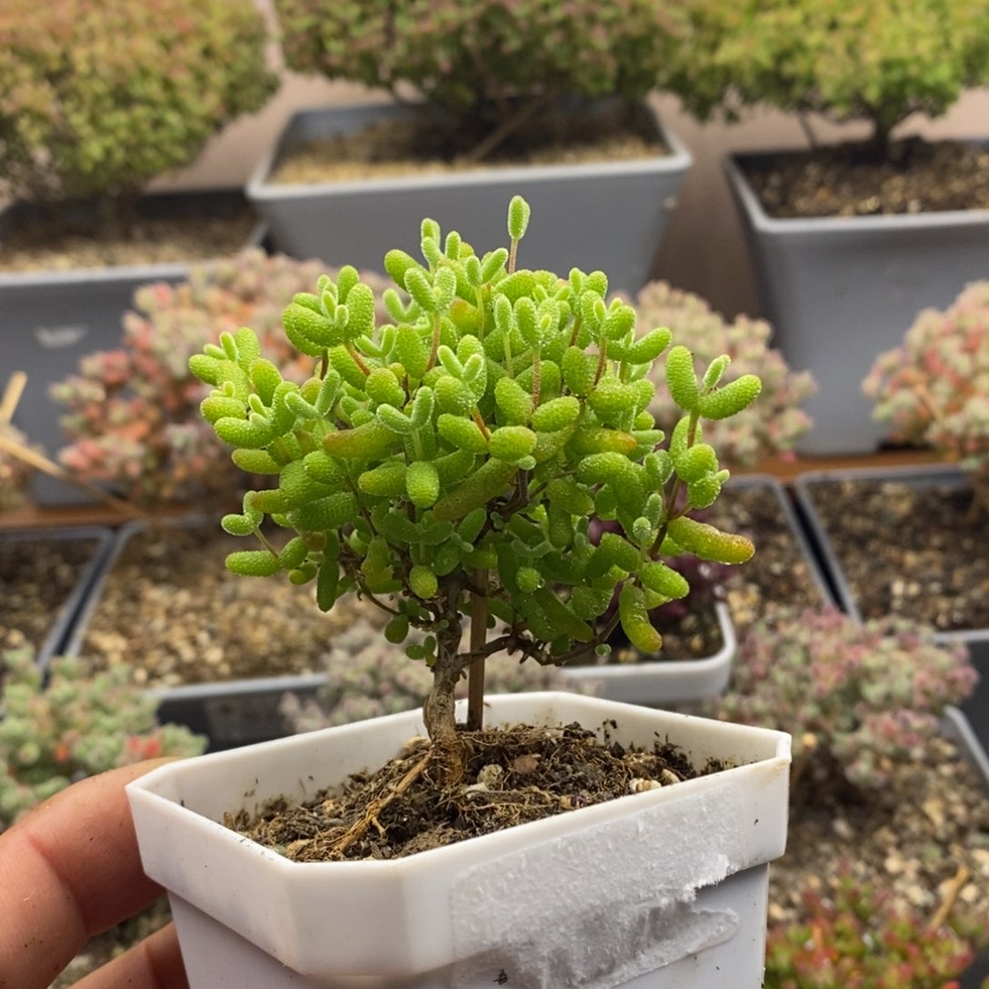 2017金桔糖球枝干番杏