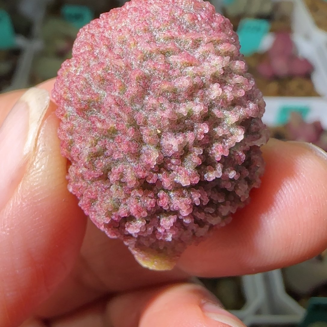 编号257叶片一个，发发发