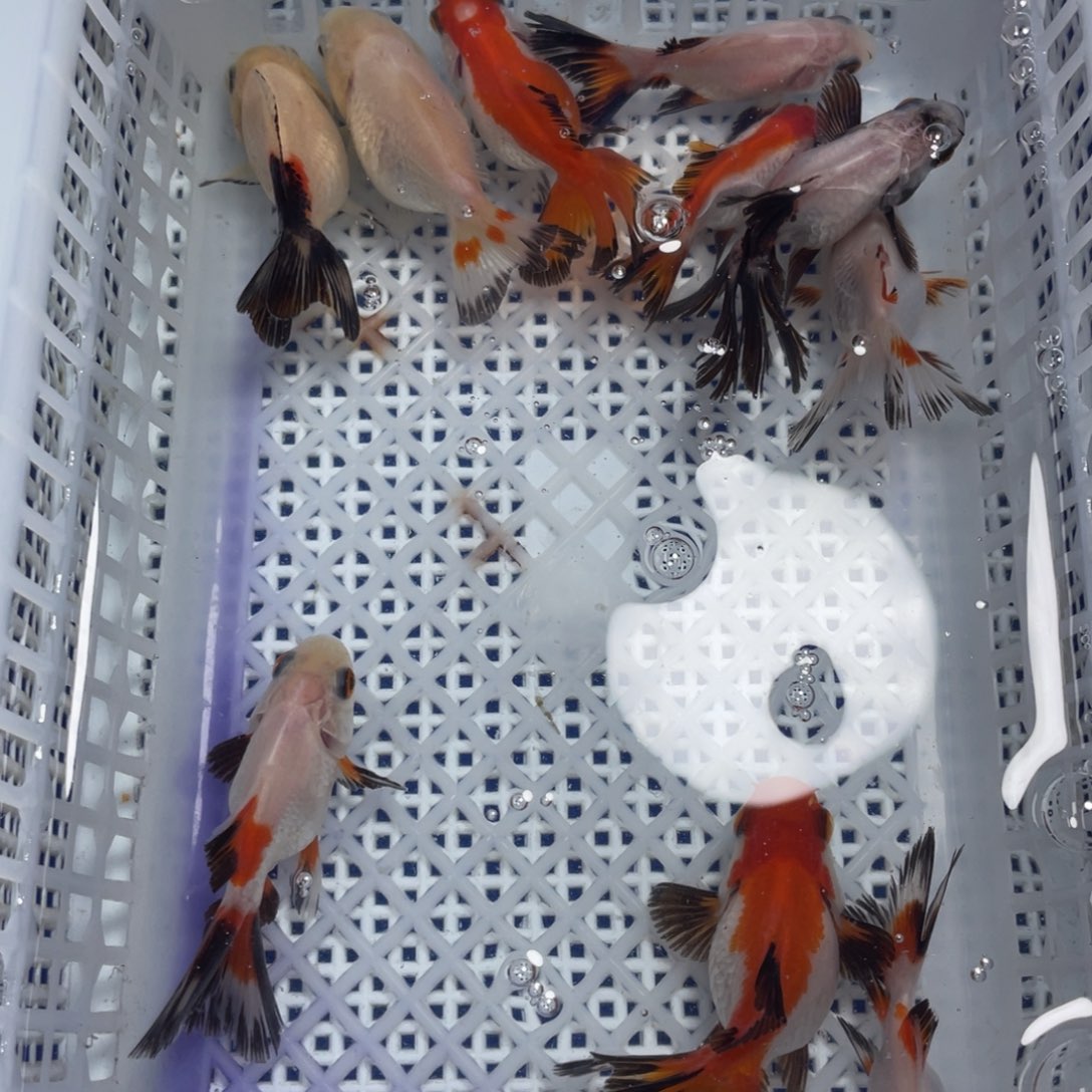 海水鱼花泰狮金鱼44