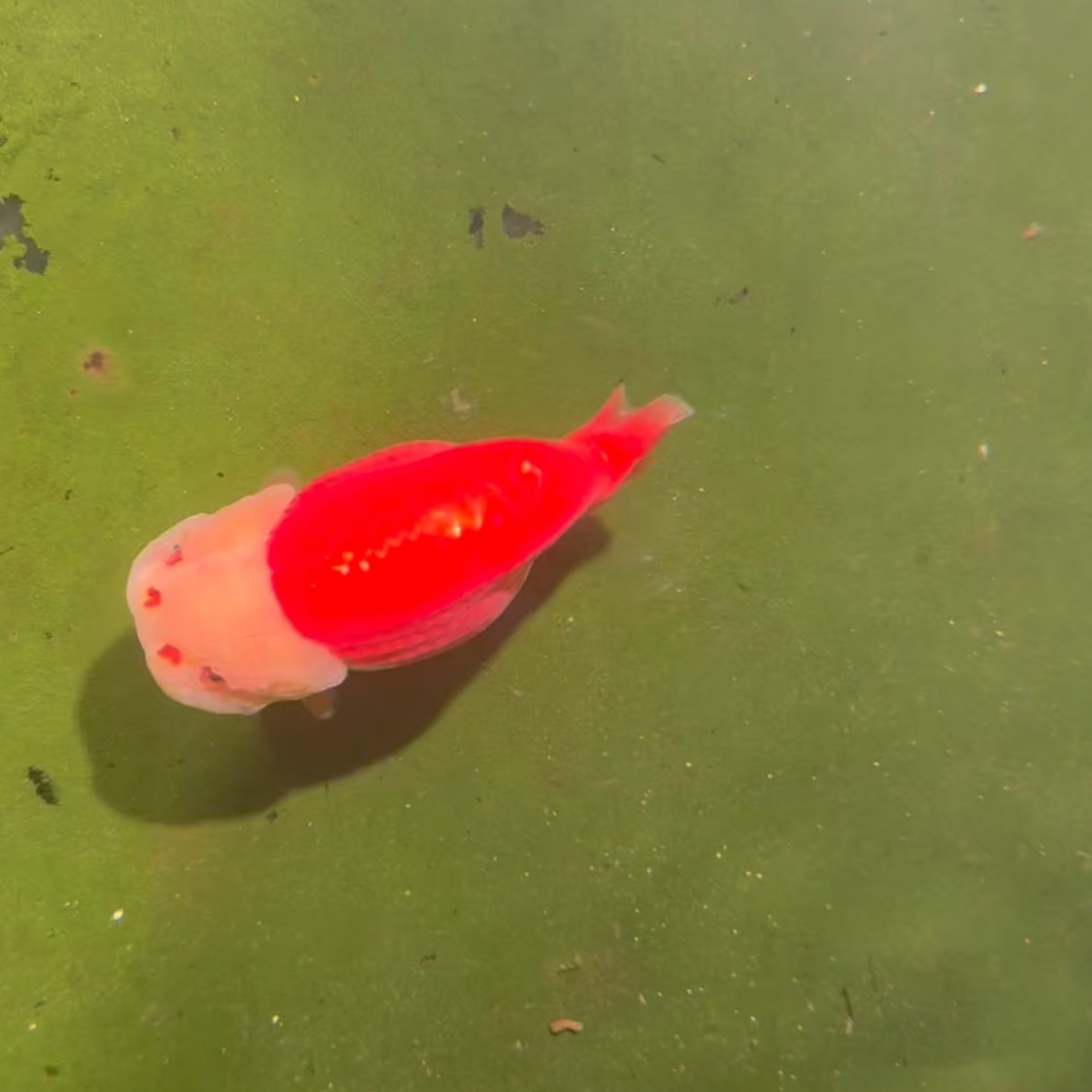 兰寿金鱼活体淡水冷水观赏鱼好养耐活适合新手