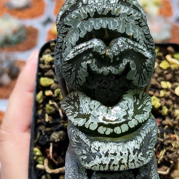 十二卷多肉玄武玉扇