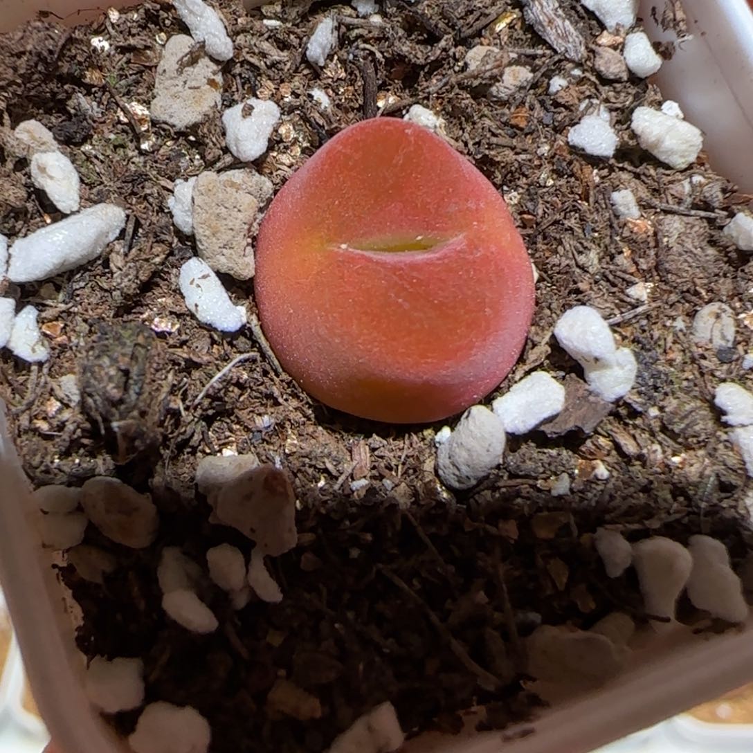 微木园艺多肉-水蜜桃1346